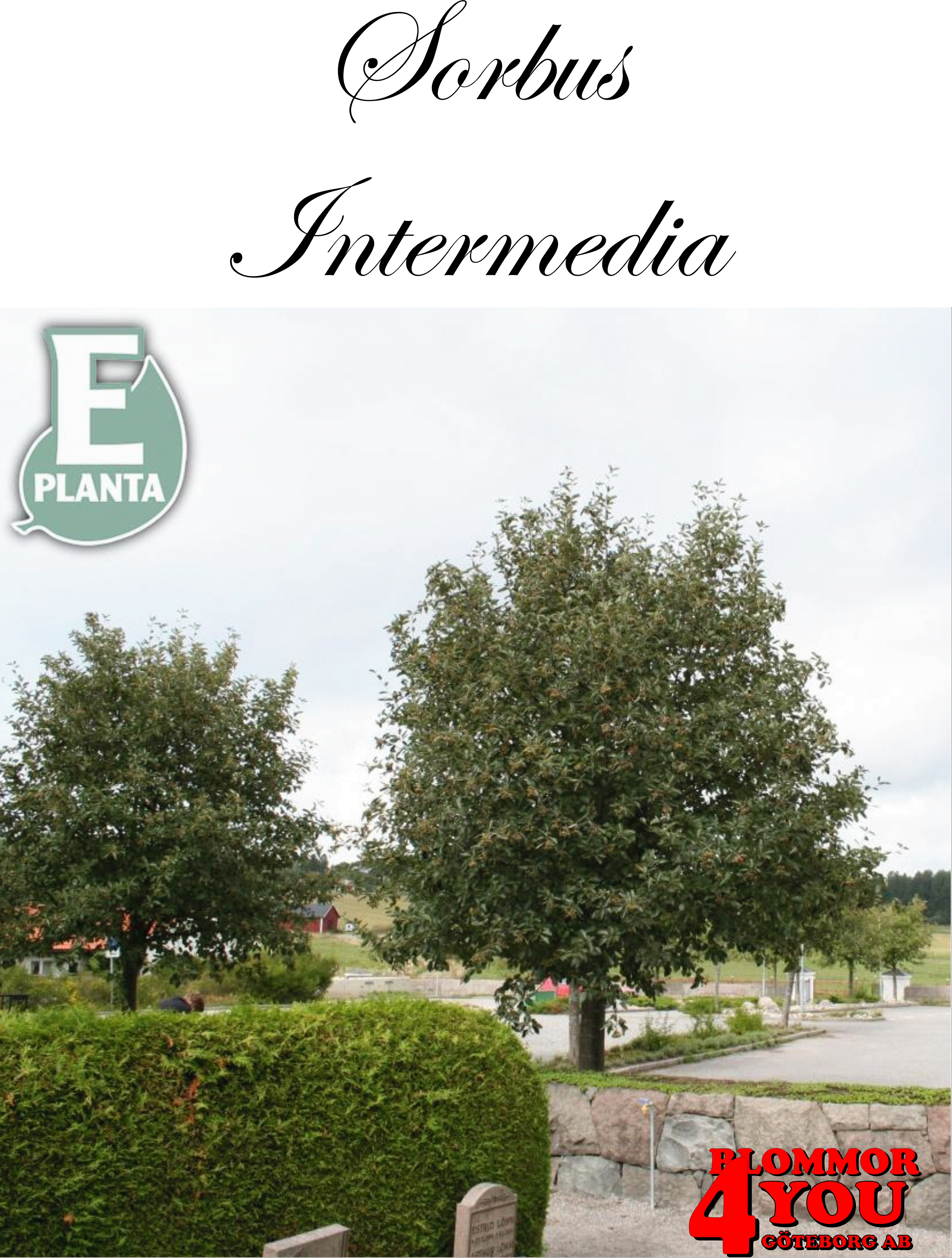 Sorbus intermedia E oxel E  Utr 200-250 Co