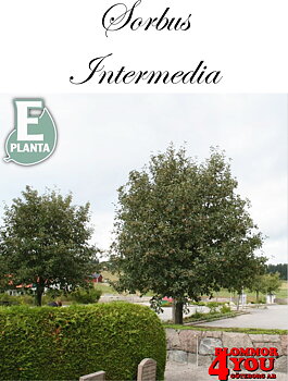 Sorbus intermedia E oxel E  Utr 200-250 Co