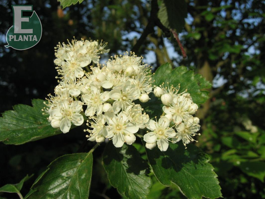 Sorbus intermedia E oxel E  Utr 200-250 Co - 3