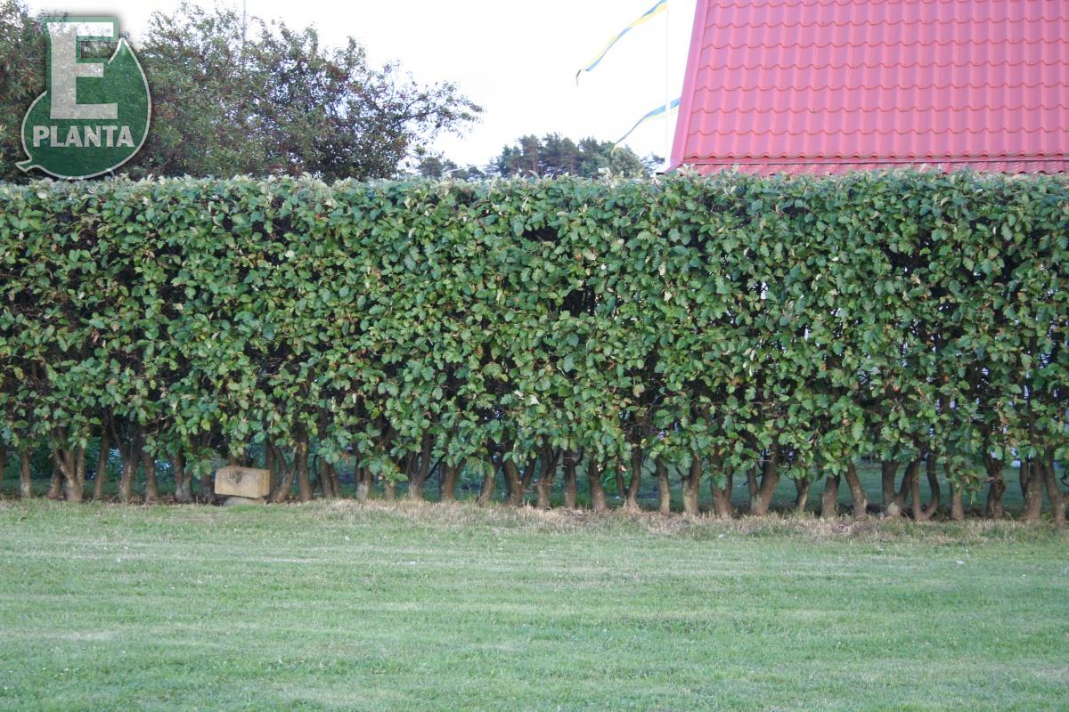 Sorbus intermedia E oxel E  Utr 200-250 Co - 4