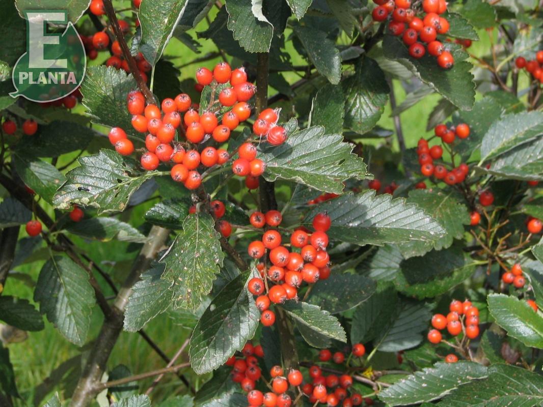 Sorbus intermedia E oxel E  Utr 200-250 Co - 2