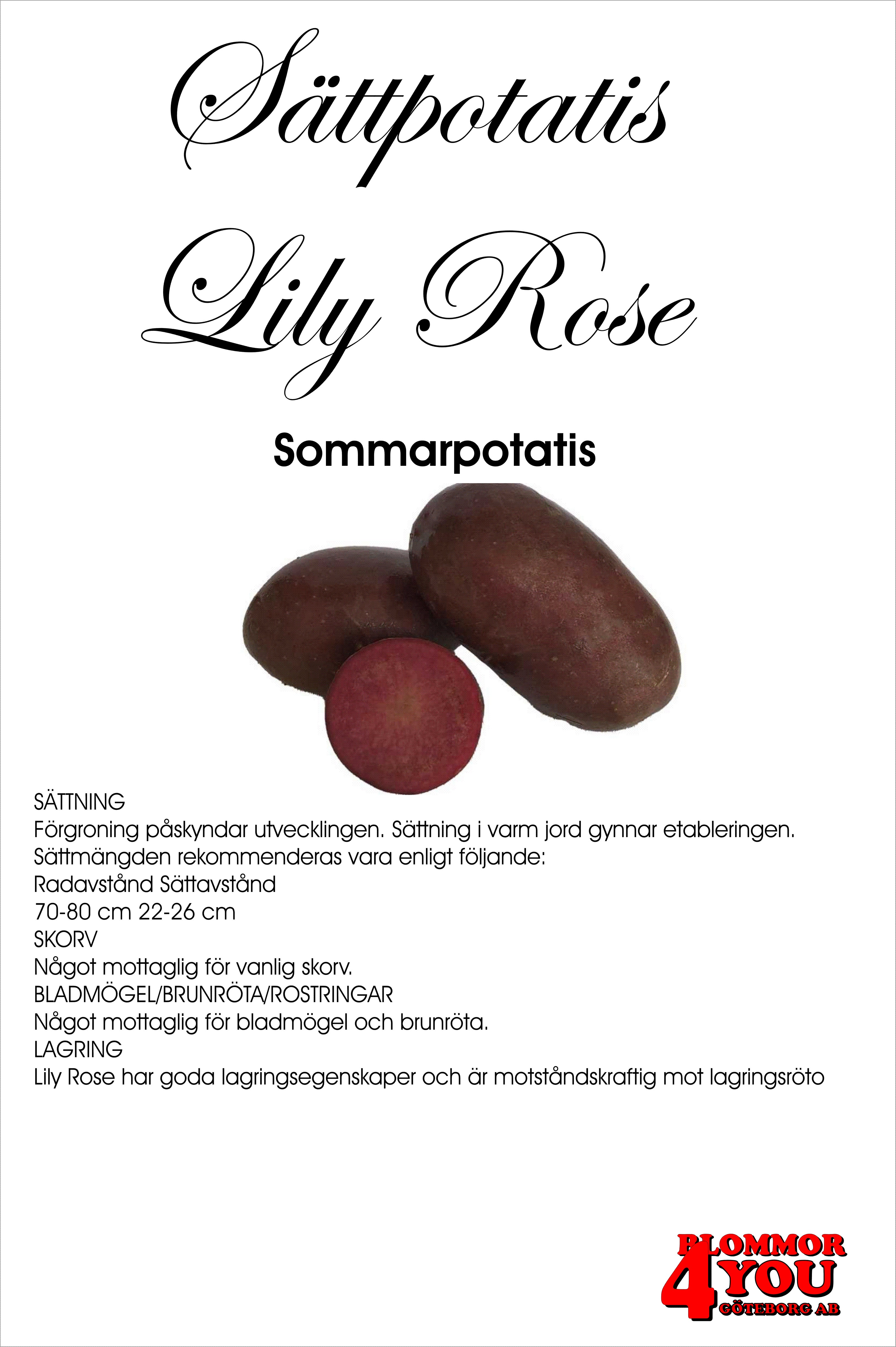 Sättpotatis Lily Rose  1 Kilo
