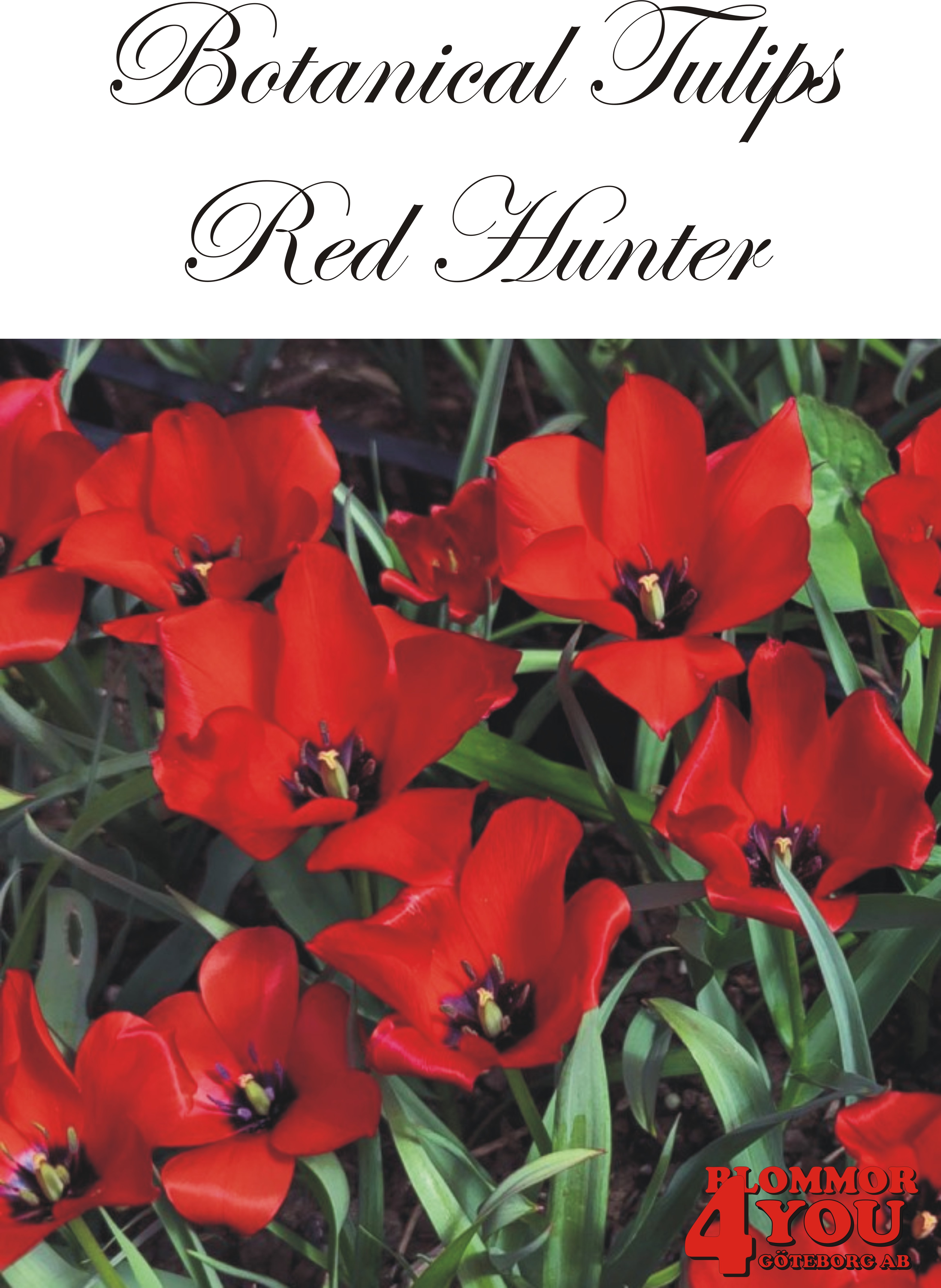 80935  RED HUNTER       BOTANISK TULPAN