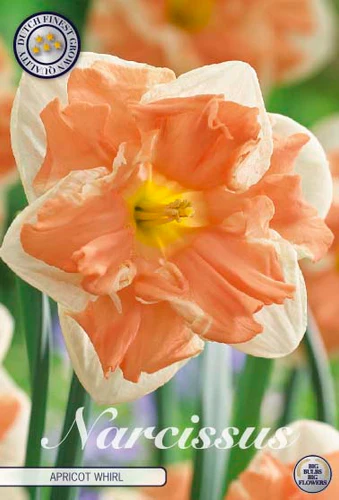 82165  NARCISSUS  APRICOT WHIRL      SPLITCROWN