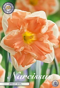 82165  NARCISSUS  APRICOT WHIRL      SPLITCROWN