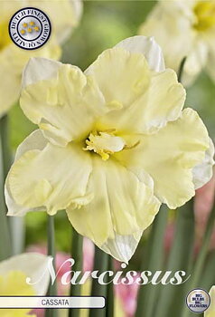 82170   NARCISSUS   CASSATA   SPLITCROWN