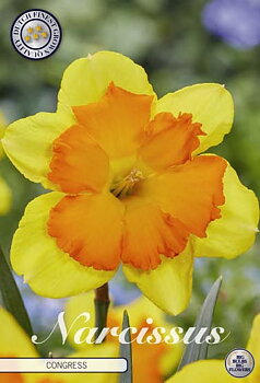 82175  NARCISSUS  CONGRESS      SPLITCROWN