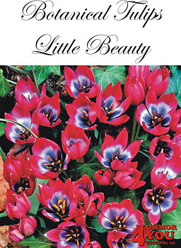 80940   LITTLE BEAUTY       BOTANISK TULPAN