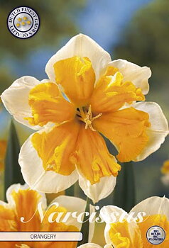 82185  NARCISSUS  ORANGERY      SPLITCROWN