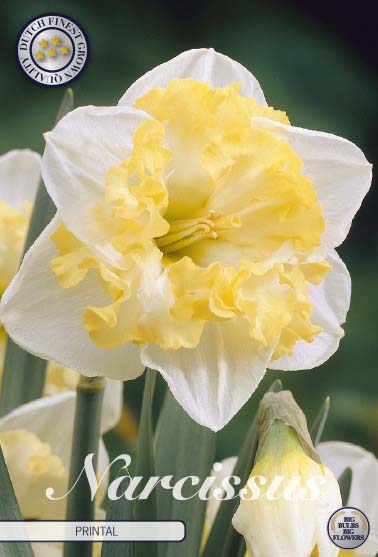 82190NARCISSUSPRINTAL     SPLITCROWN