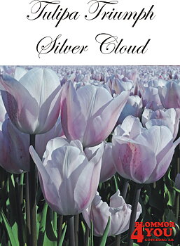 80247  SILVER CLOUD   TRIUMPHTULPAN