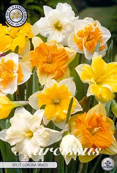 82195NARCISSUSSPLITCROWN MIXAD    SPLITCROWN