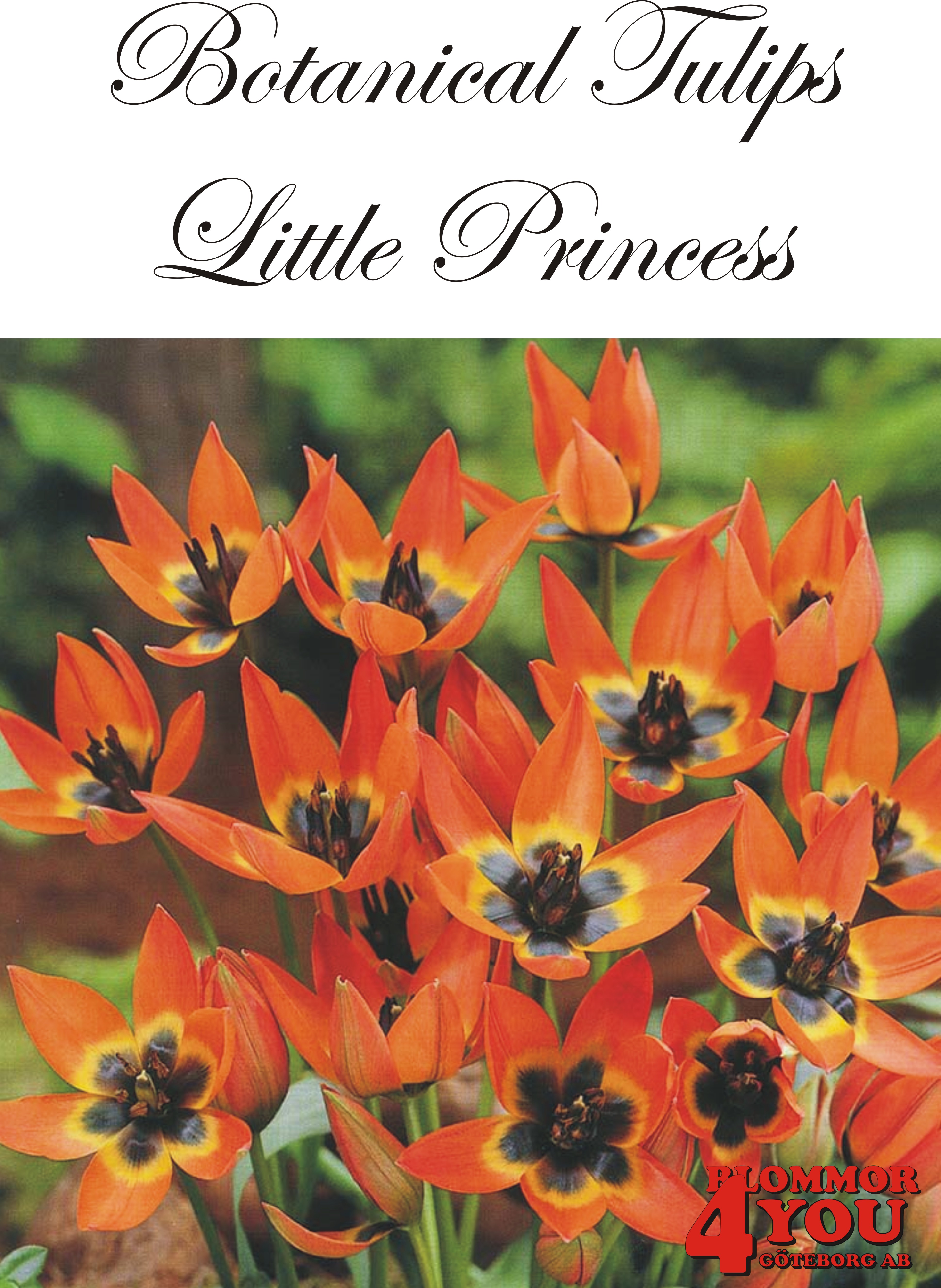 80945   LITTLE PRINCESS       BOTANISK TULPAN
