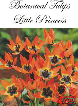 80945   LITTLE PRINCESS       BOTANISK TULPAN