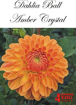 Bolldahlia      Amber Crystal