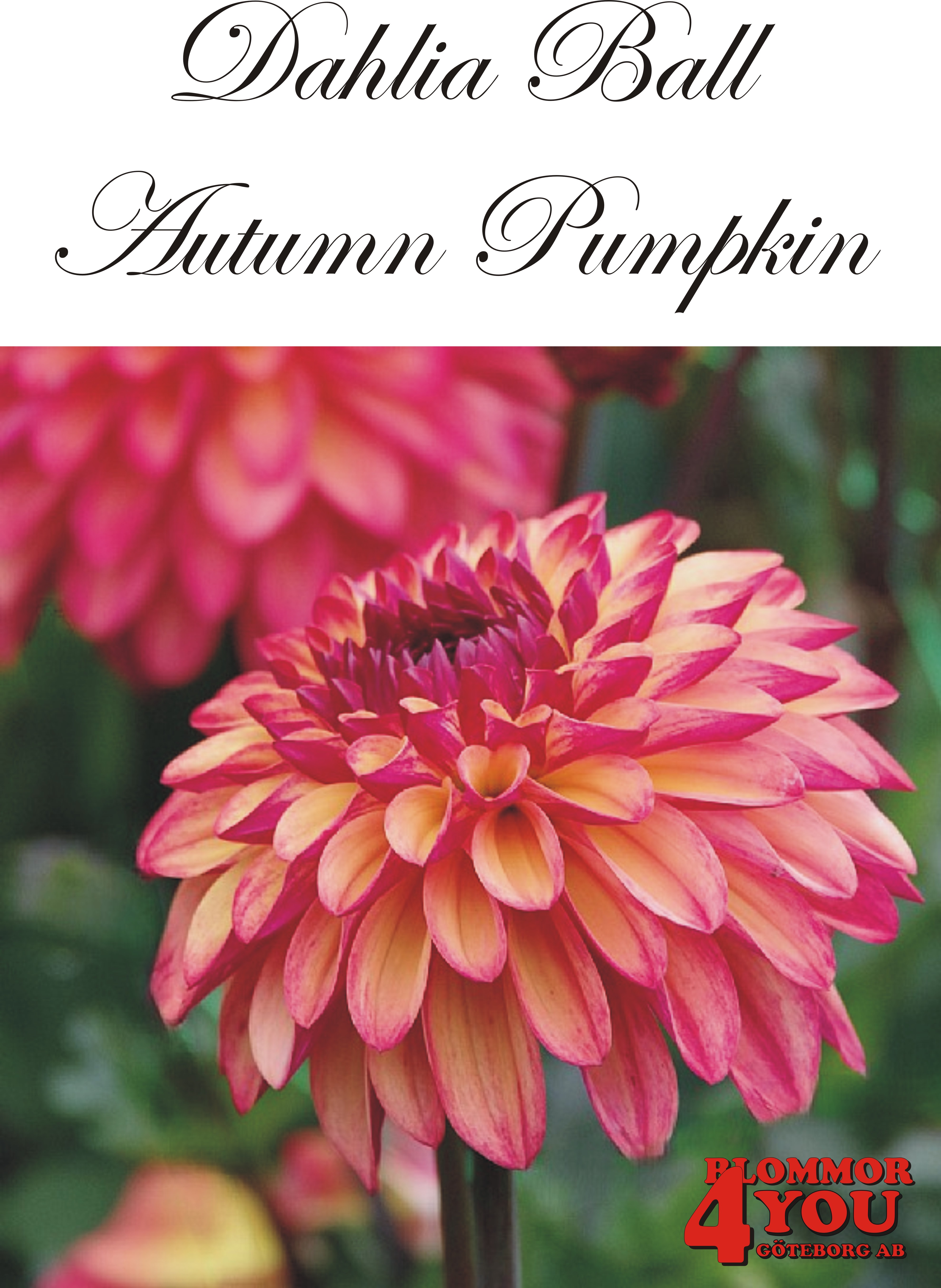 Bolldahlia      Autumn Pumpkin