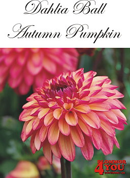 Bolldahlia      Autumn Pumpkin