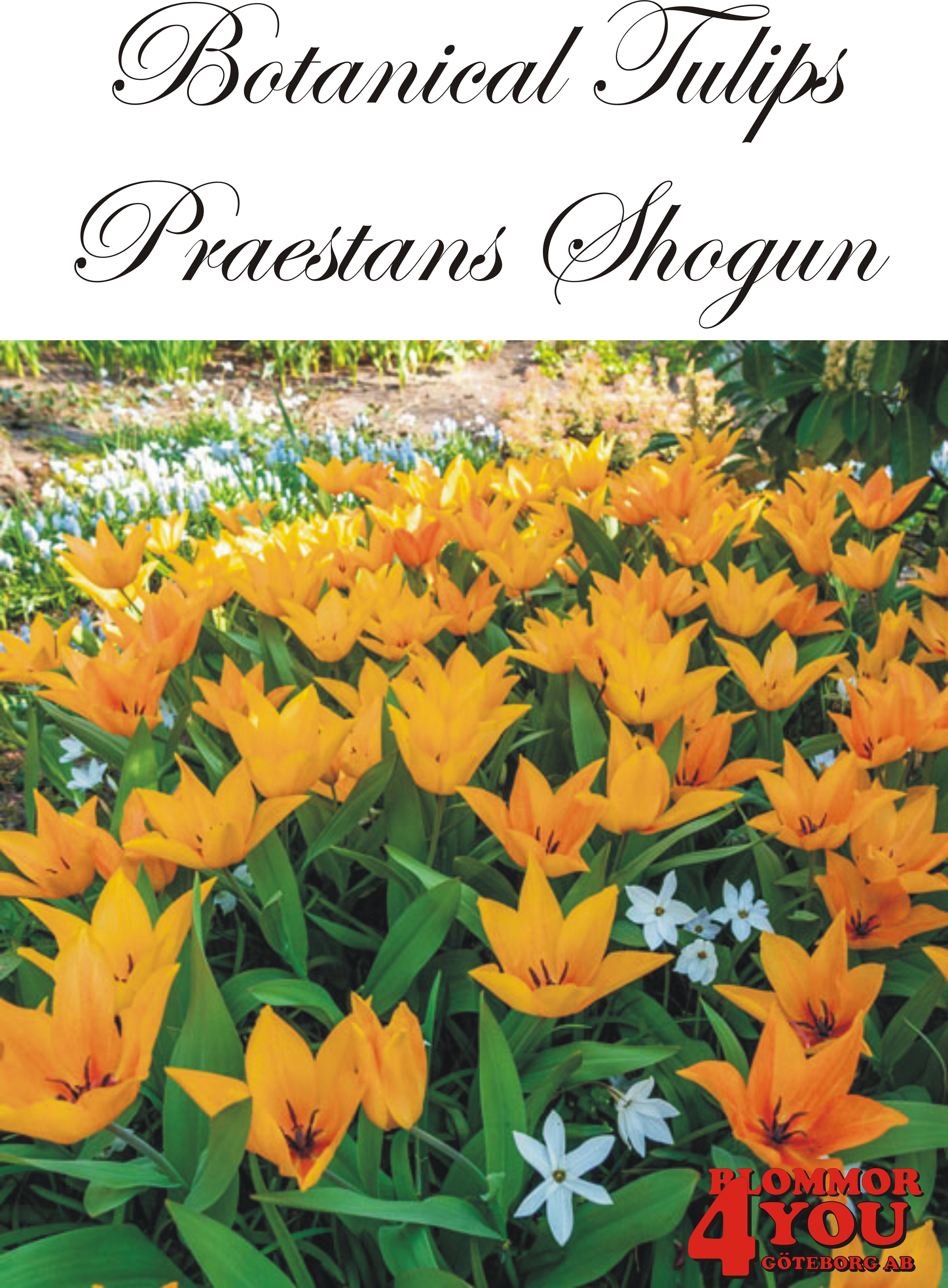 80955   PRAESTANS SHOGUN       BOTANISKTULPAN
