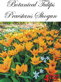80955   PRAESTANS SHOGUN       BOTANISKTULPAN