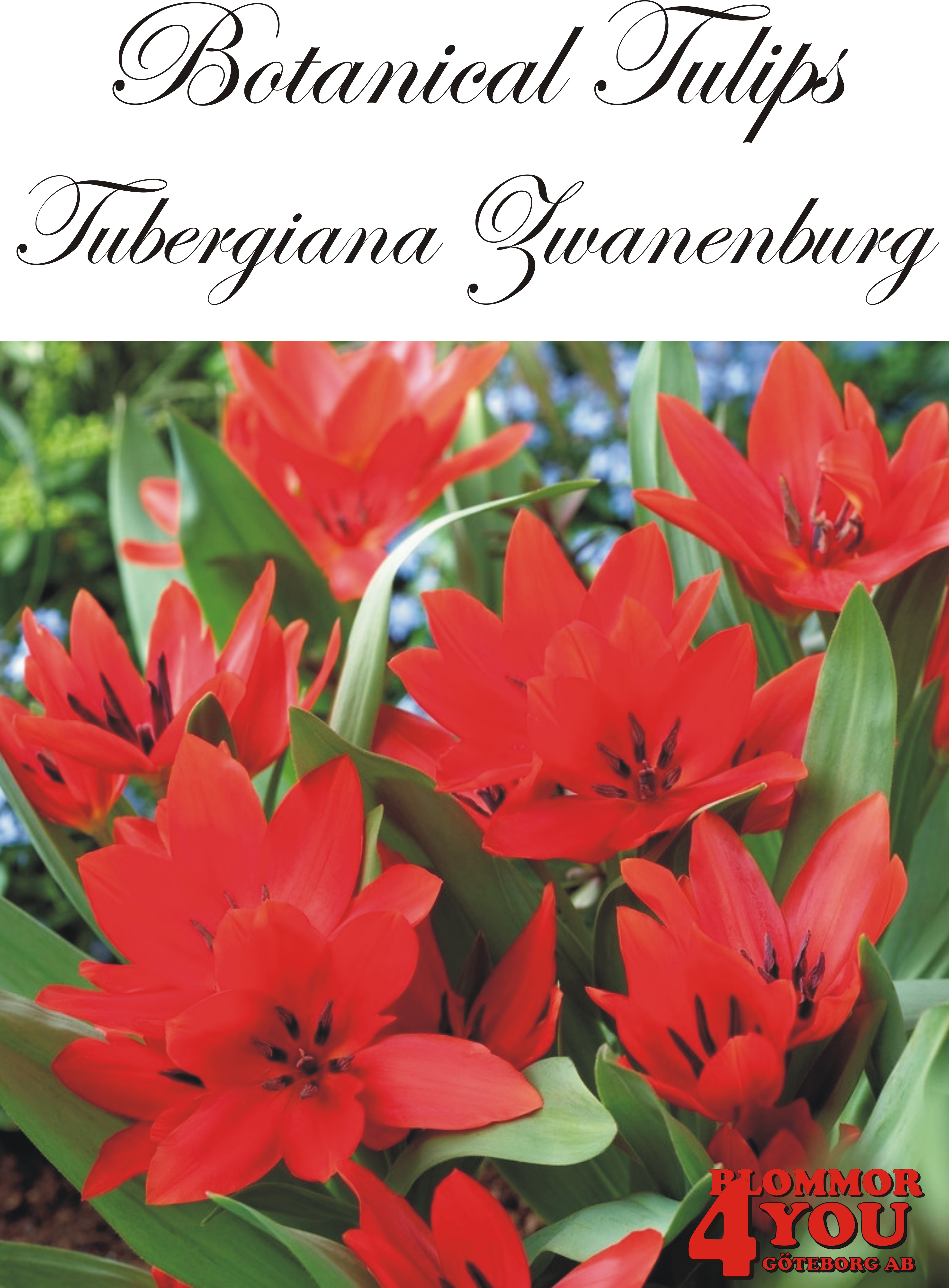 80975   TUBERGIANA ZWANENBURG       BOTANISKTULPAN