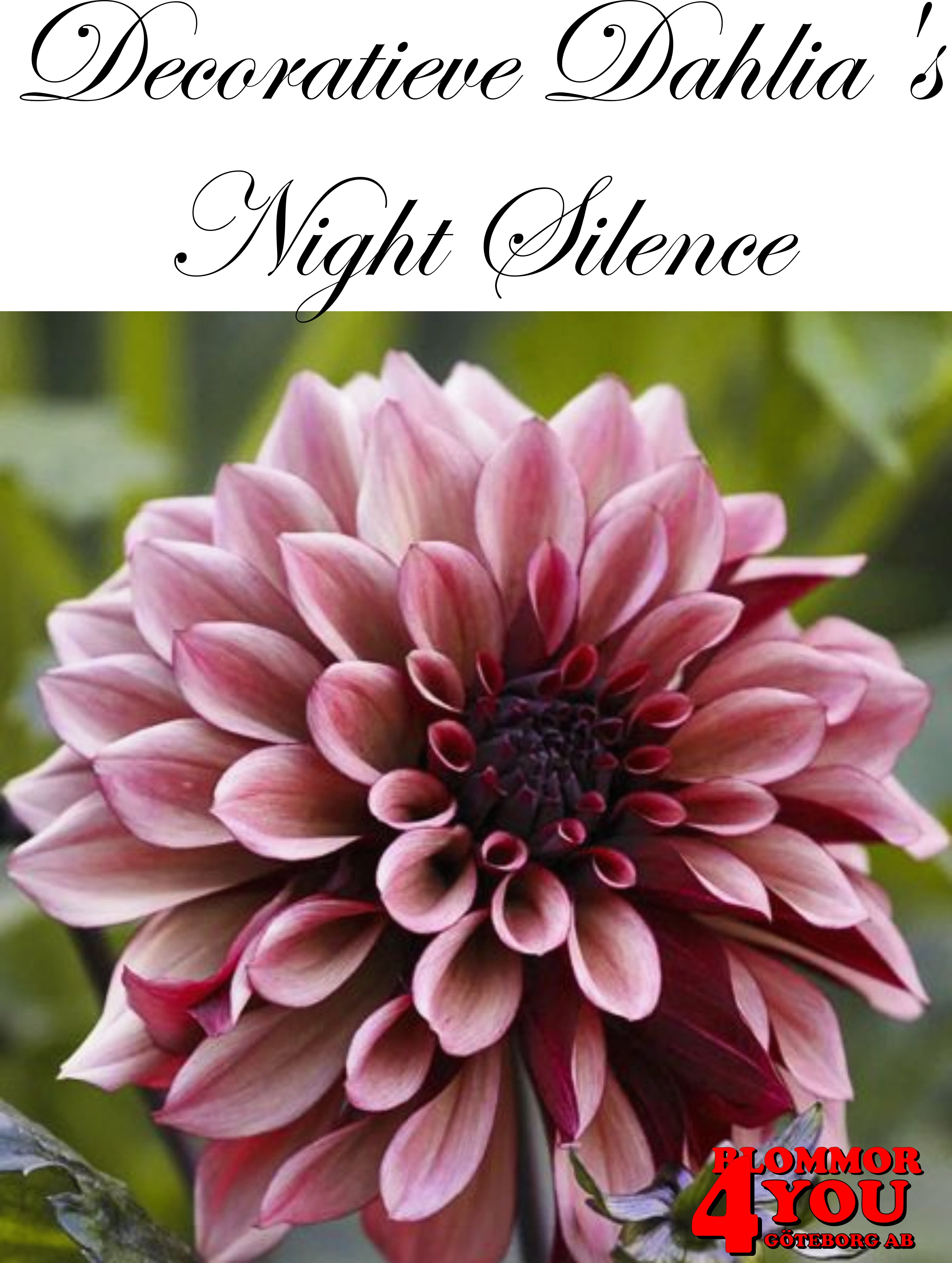 Dahlia Dekorativa  Night Silence
