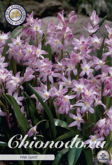 84225  PINK GIANT    CHIONODOXA FORBESII