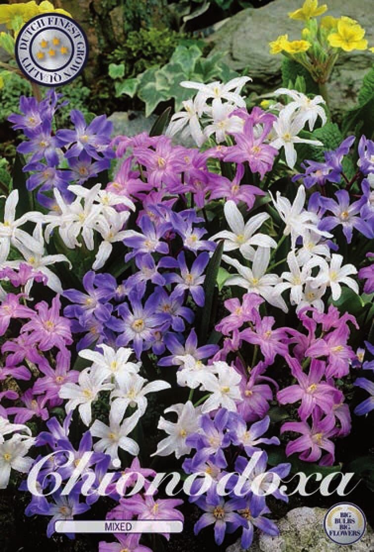 84230  MIXED    CHIONODOXA