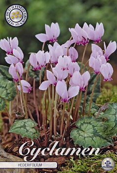 84350HEDERIFOLIUM    CYCLAMEN