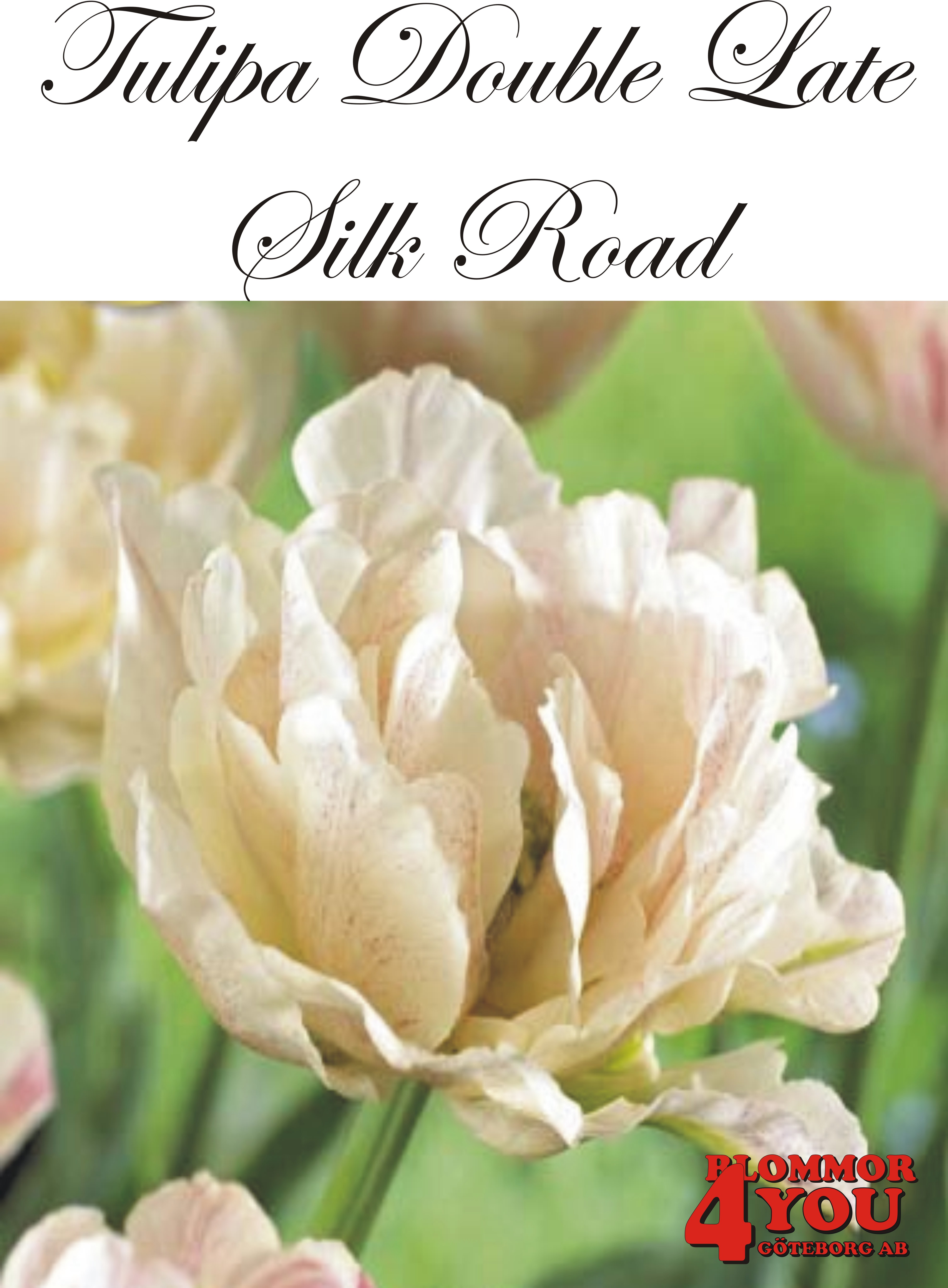 80037  SILK ROAD    DUBBEL TIDIG TULPAN