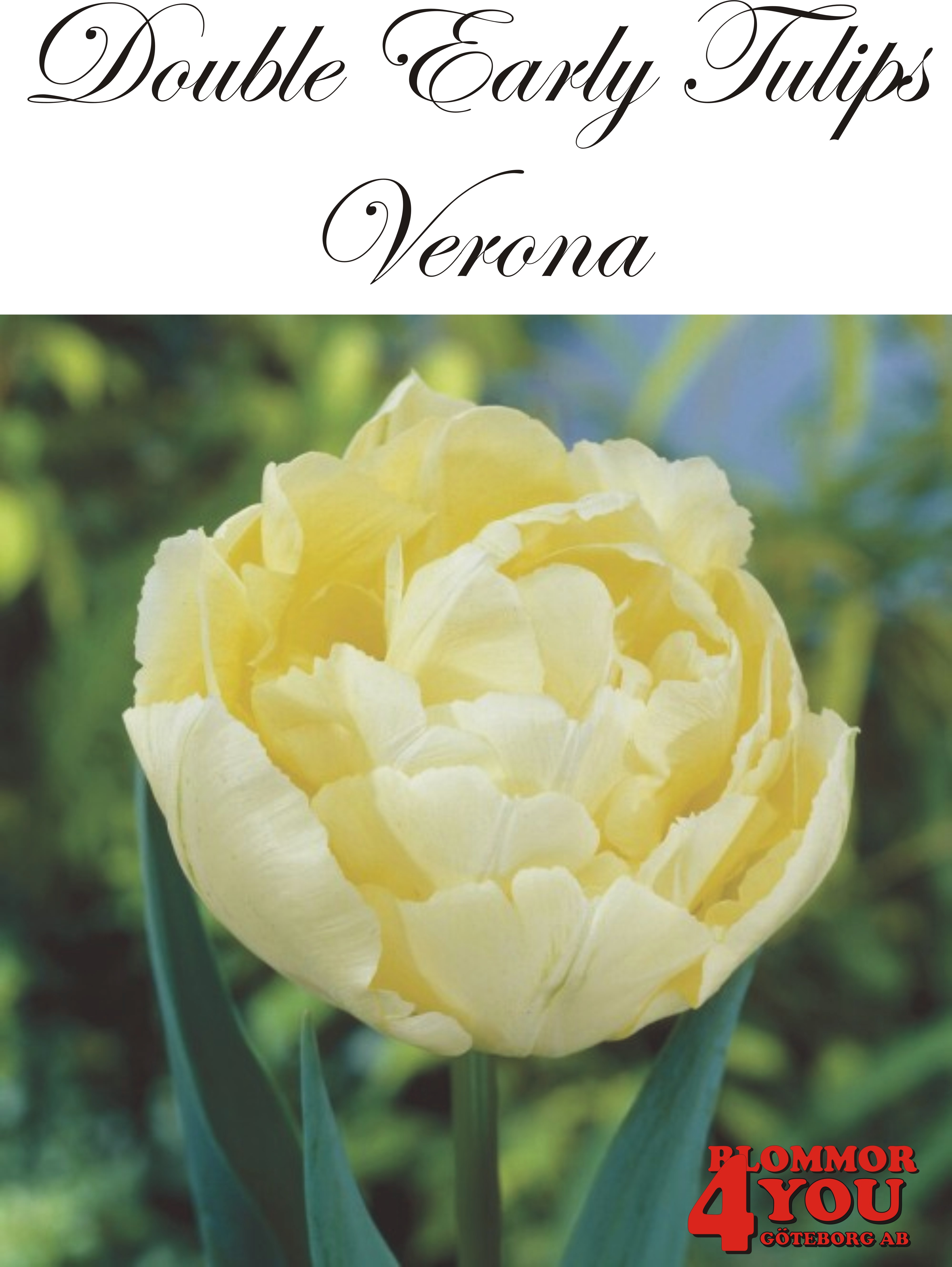 80039  VERONA   DUBBEL TIDIG TULPAN