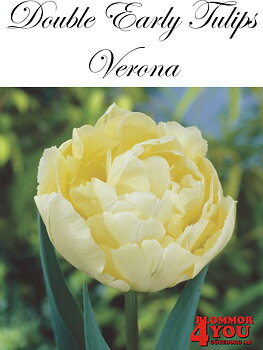 80039  VERONA   DUBBEL TIDIG TULPAN