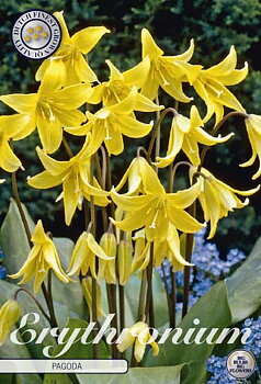 84380   PAGODA    ERYTHRONIUM