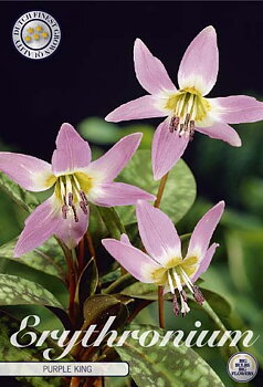 84385PURPLE KING    ERYTHRONIUM