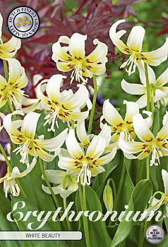 84390   WHITE BEAUTY    ERYTHRONIUM