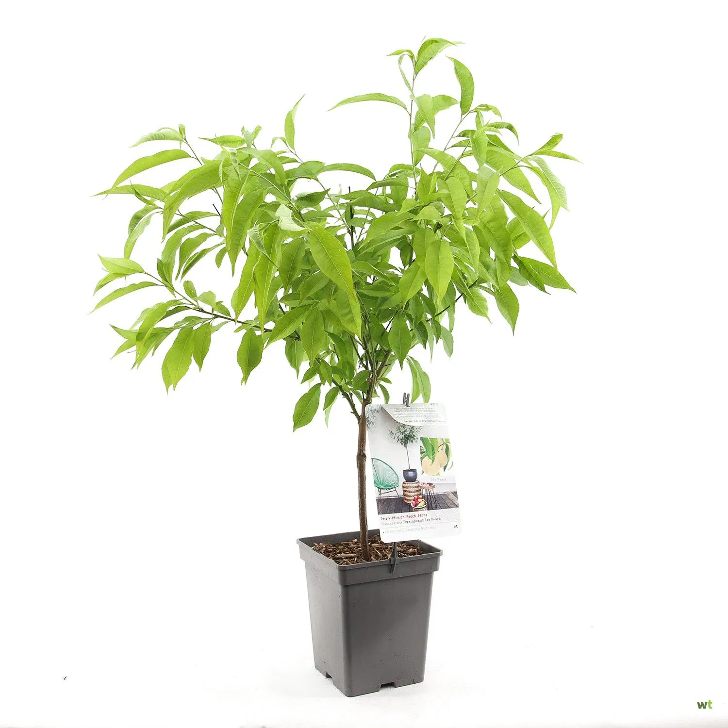 Prunus persica Melred   (CAC) Busk co - 3