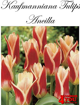 80045    ANCILLA   NÄCKROSTULPAN