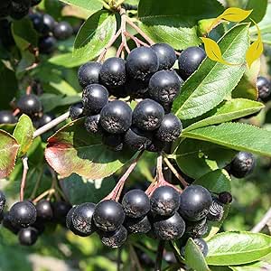 Aronia melanocarpa Häck 1/1 50-80  Cm