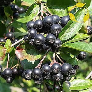 Aronia melanocarpa Häck 1/1 50-80  Cm