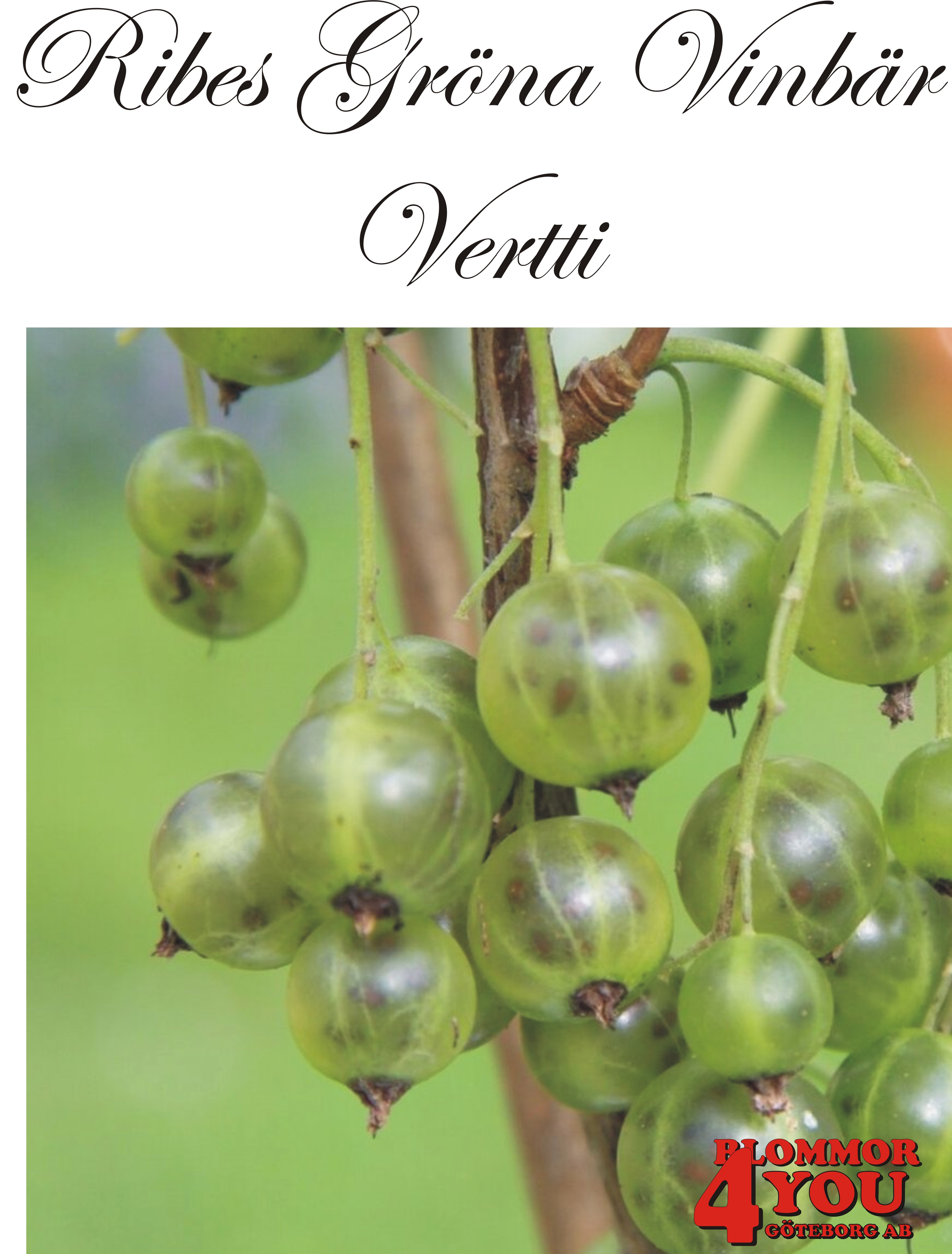 Ribes nigrum  (Gröna Vinbär)VERTTI   (CAC) Busk C3,5