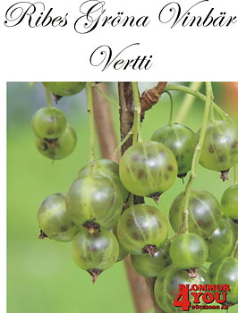 Ribes nigrum  (Gröna Vinbär)VERTTI   (CAC) Busk C3,5