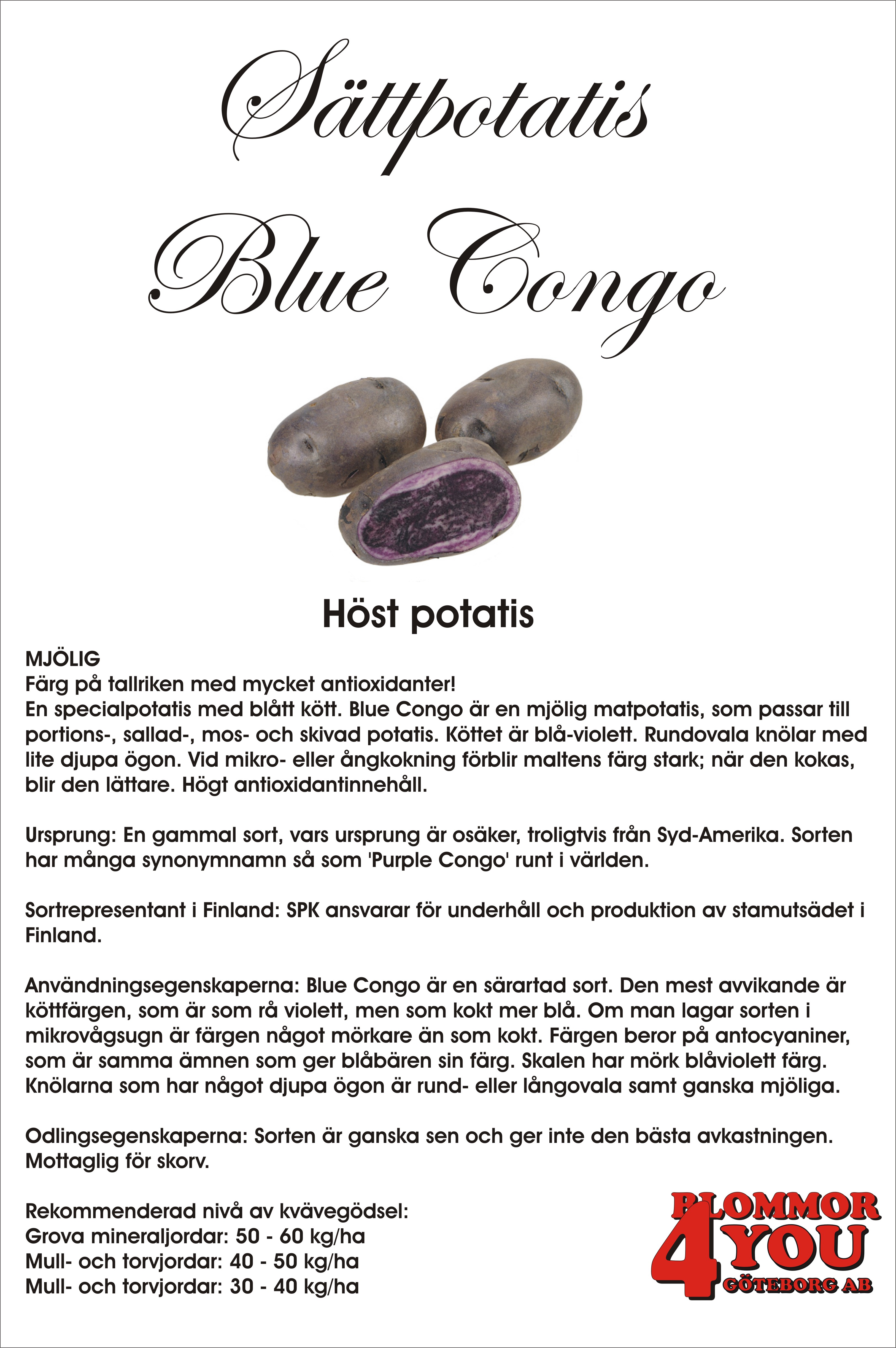 Sättpotatis Blue Congo, lila skal och lila kött 1 Kilo