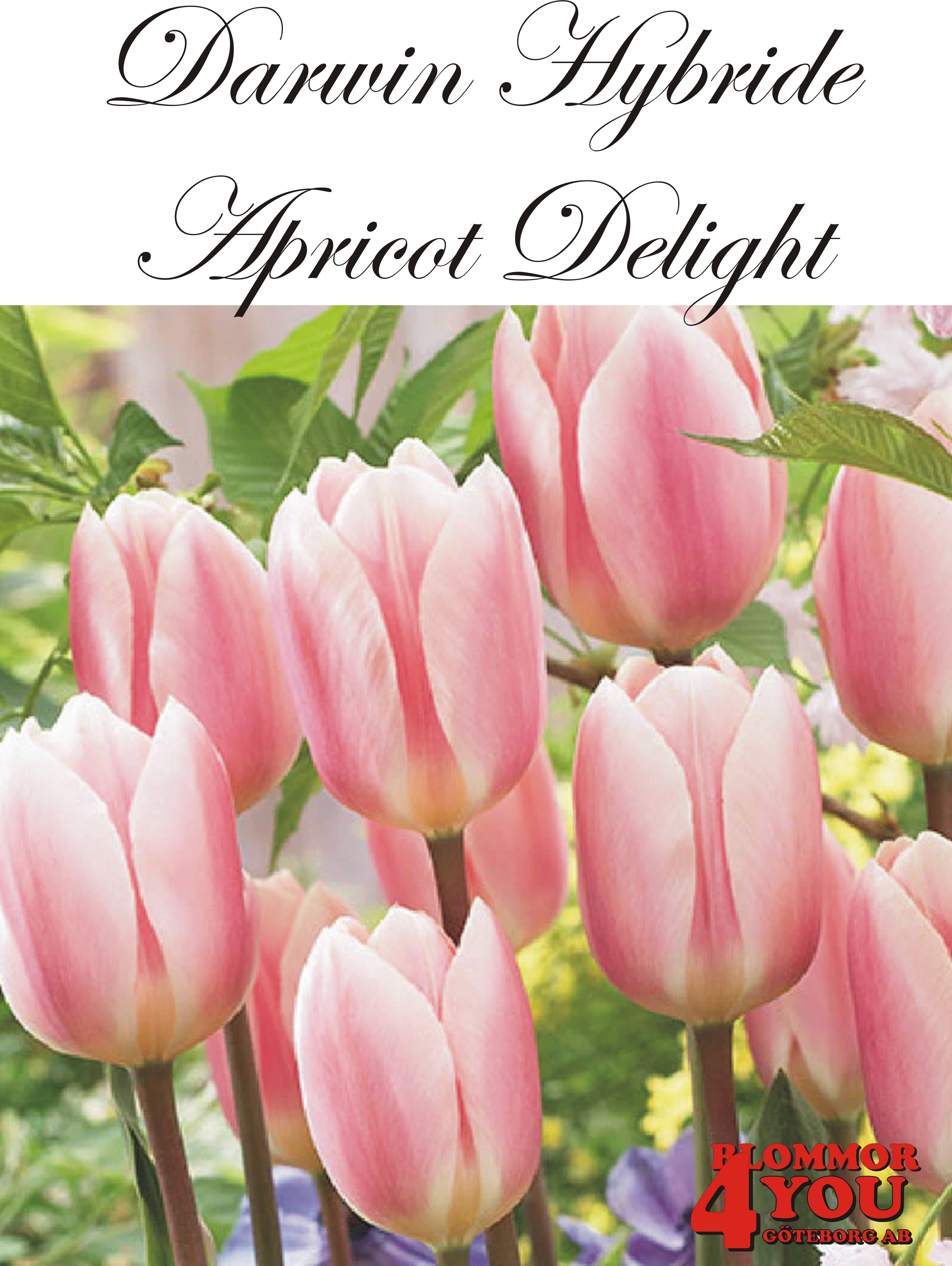 80460APRICOT DELIGHT    DARWINHYBRIDETULPAN