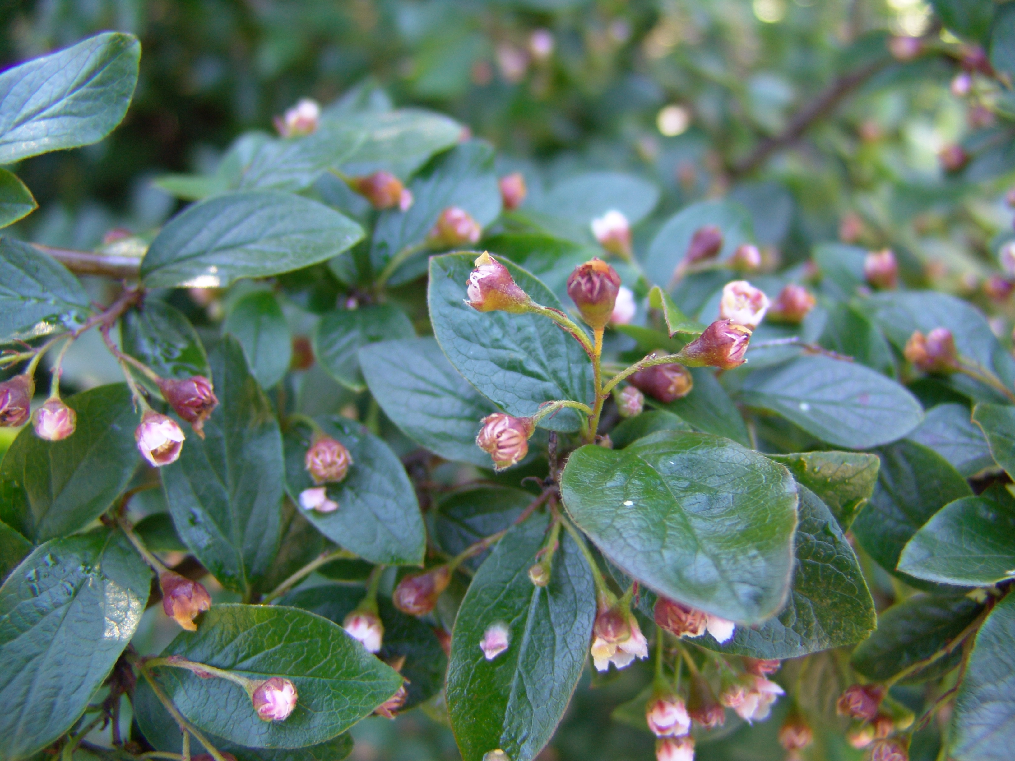 Cotoneaster lucidus  Häck 1/2 50-80 CM - 3