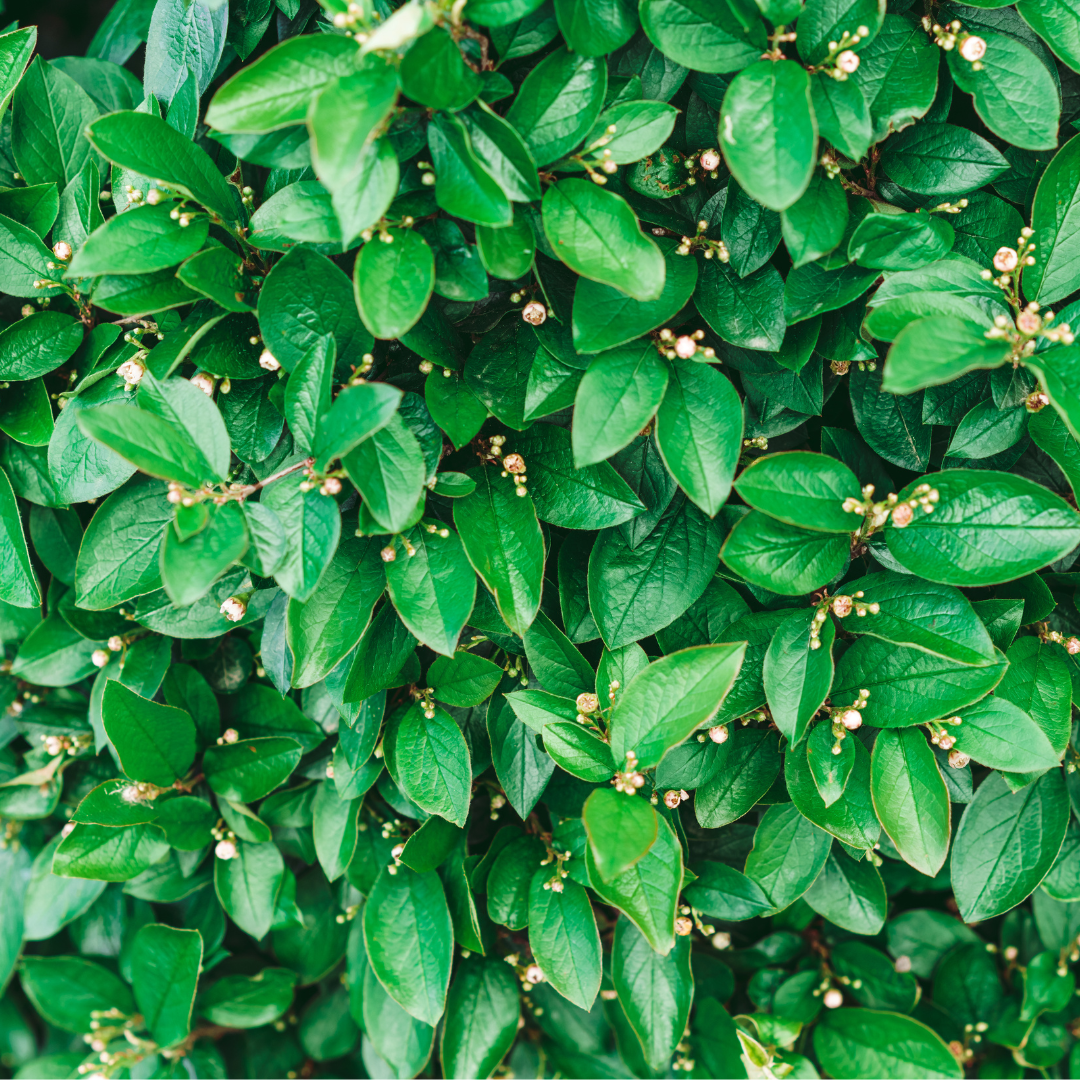 Cotoneaster lucidus  Häck 1/2 50-80 CM - 2