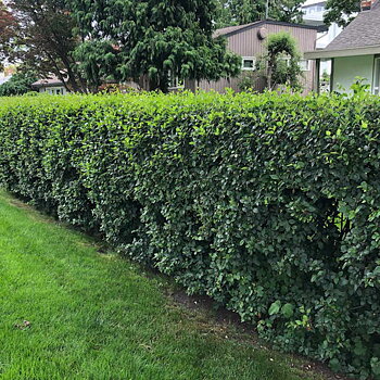 Cotoneaster lucidus  Häck 1/2 50-80 CM