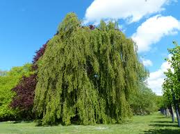 Fagus sylvatica Pendula Ungträd 150-175cm  Klump. - 4