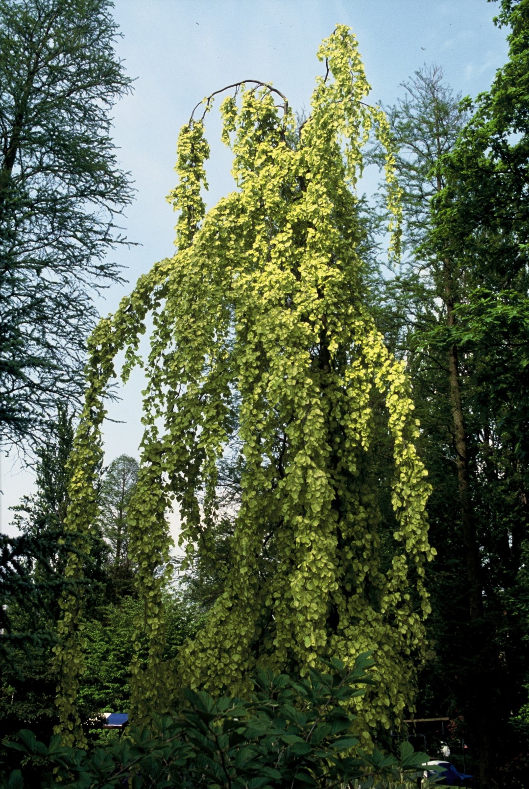 Fagus sylvatica Pendula Ungträd 150-175cm  Klump. - 2