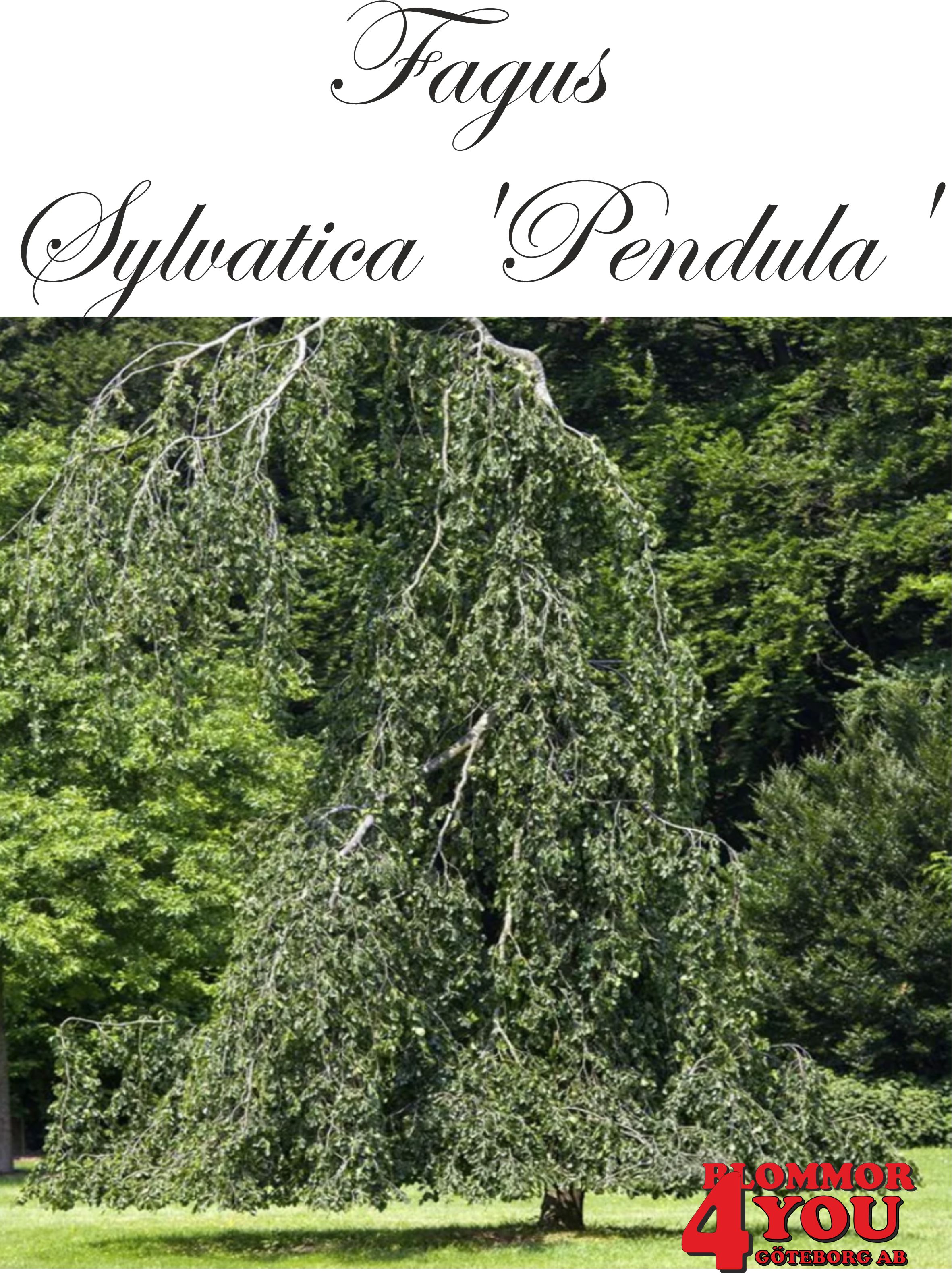 Fagus sylvatica Pendula Ungträd 150-175cm  Klump.