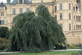 Fagus sylvatica Pendula Ungträd 150-175cm  Klump. - 3