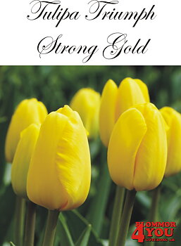 80255  STRONG GOLD TRIUMPHTULPAN